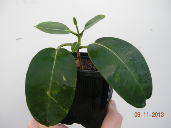 DSCN2914.JPG