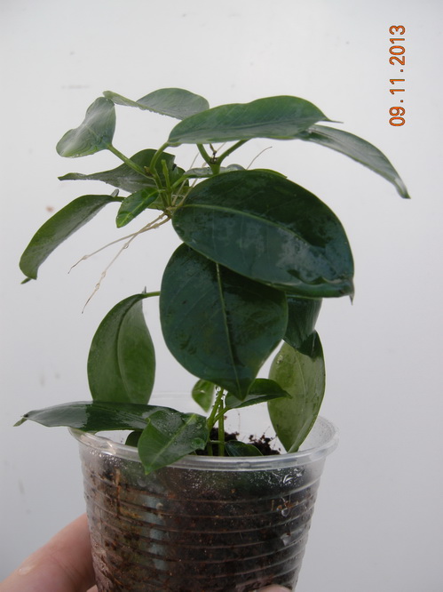 DSCN2916.JPG