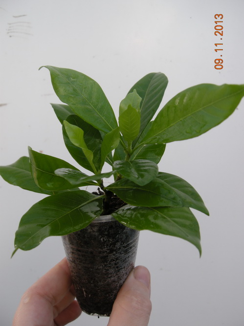 DSCN2915.JPG