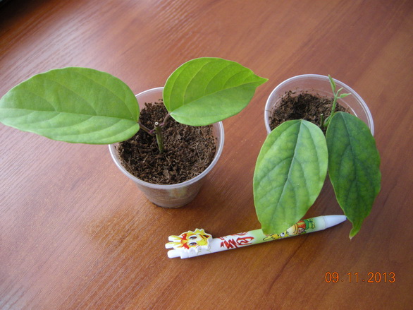 DSCN2912.JPG