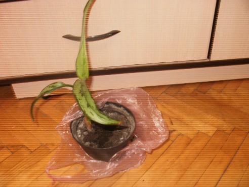 getImage (10).jpg