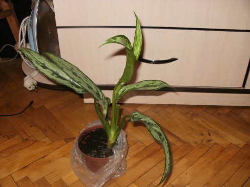 getImage (12).jpg