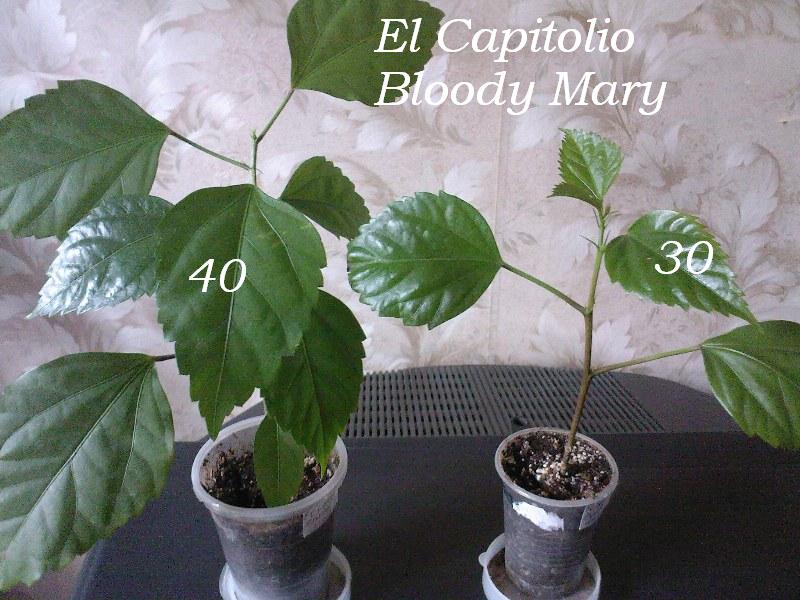 SP_A2653.jpg