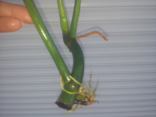 20131110_124514.jpg