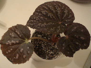 DSC01244а.jpg