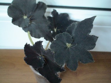 DSC01232а.jpg