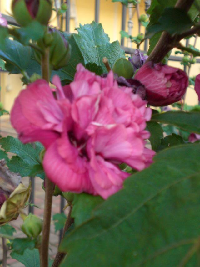 CIMG0684.jpg