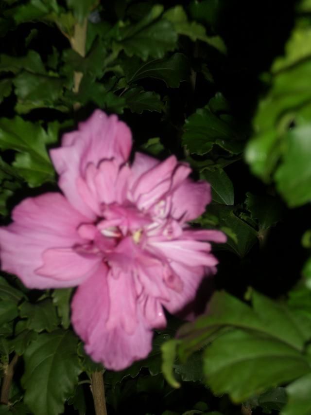 CIMG0296.jpg