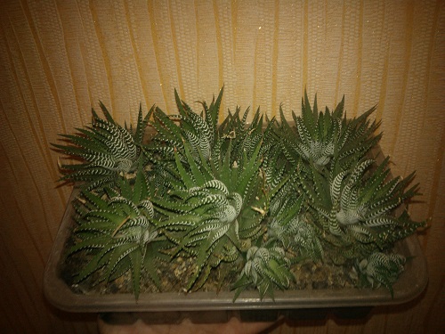 WP_000706.jpg