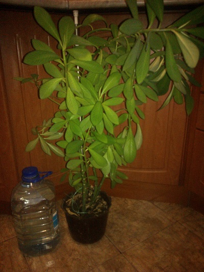 WP_000705.jpg