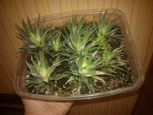 WP_000710.jpg