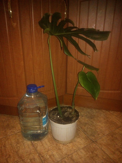 WP_000700.jpg