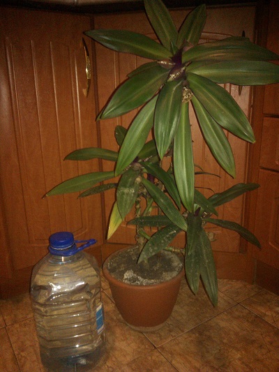 WP_000703.jpg
