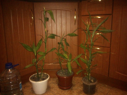 WP_000711.jpg