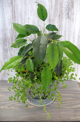 ficus.JPG