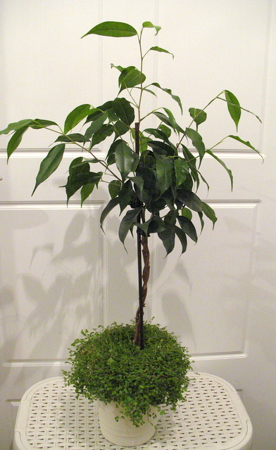 ficus_sol.JPG