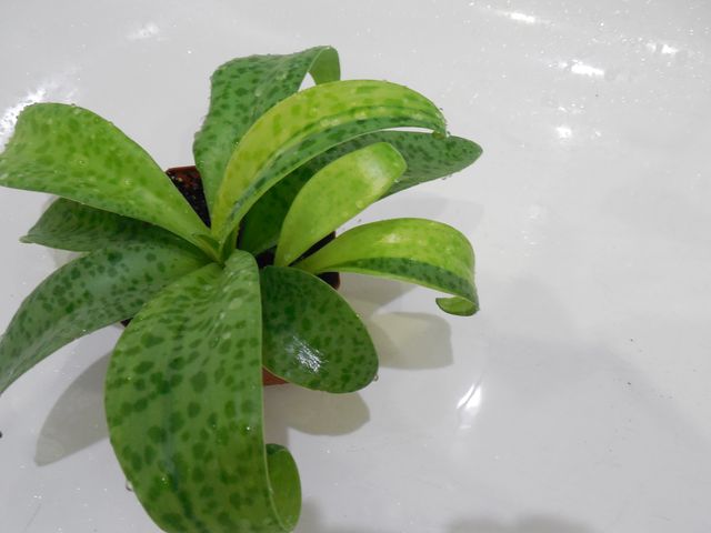 DSCN8288.jpg