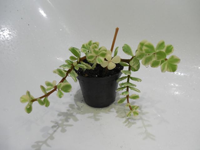 DSCN8262.jpg
