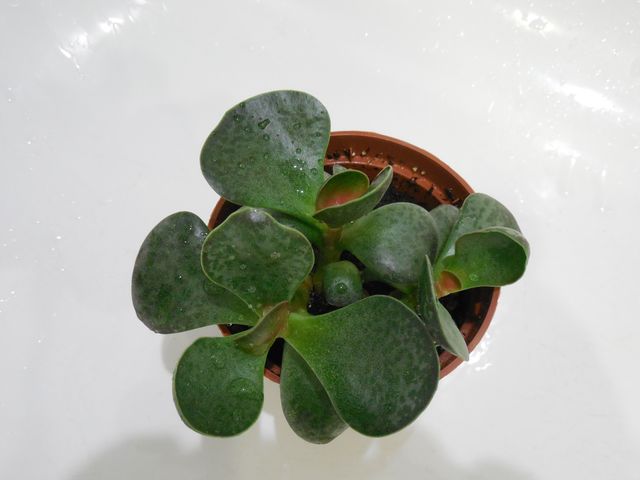DSCN8272.jpg