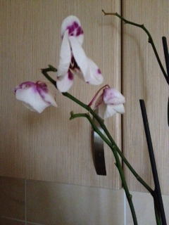 image (4).jpeg