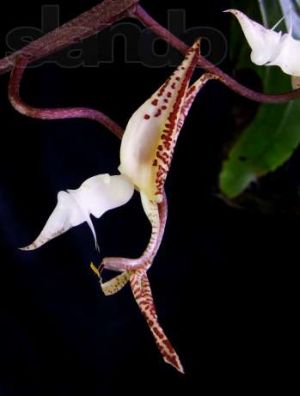 gongora-leucochila-orhideya.jpg