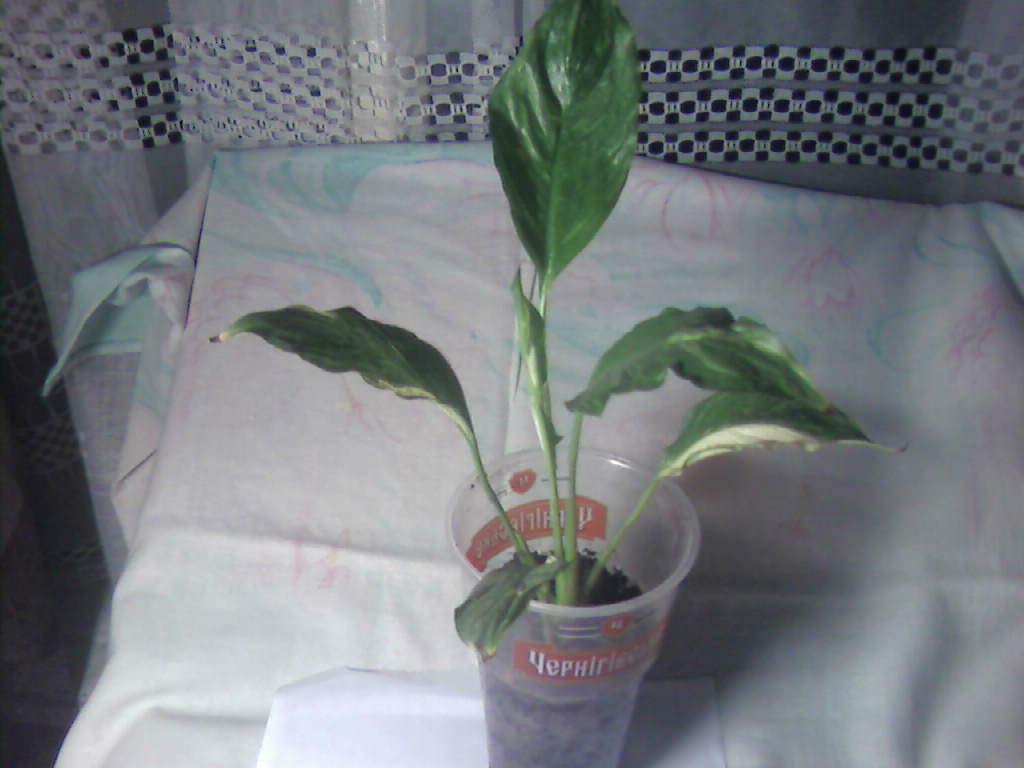 Photo-0011.jpg