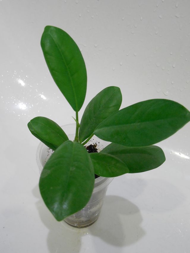 DSCN8306.jpg