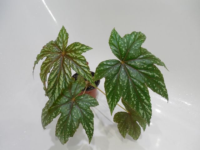 DSCN8274.jpg