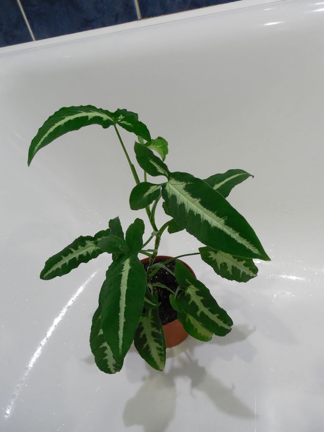 DSCN8281.jpg