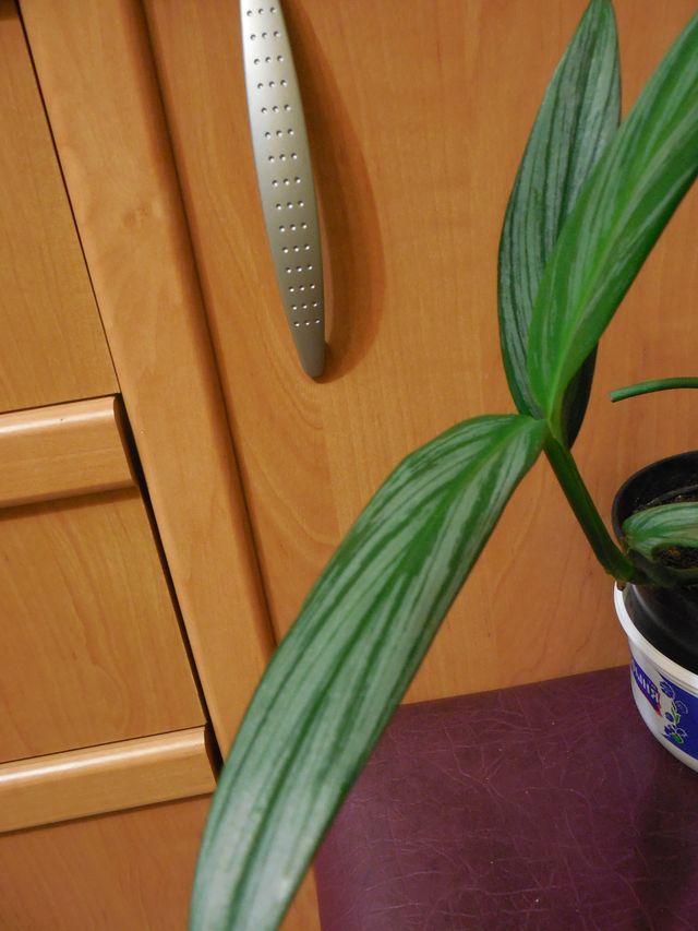 DSCN8335.jpg