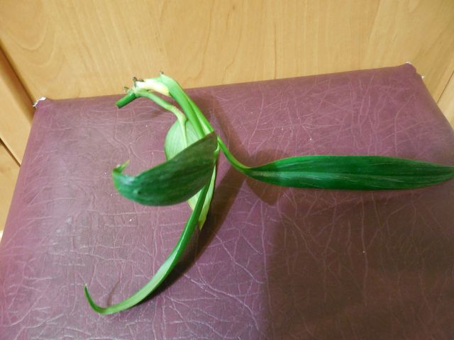 DSCN8344.jpg
