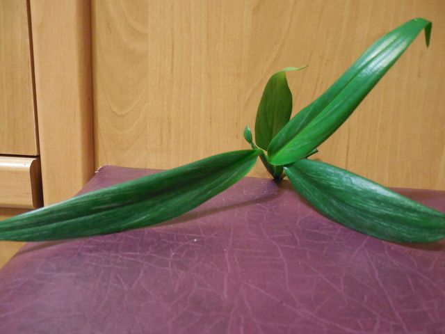 DSCN8340.jpg
