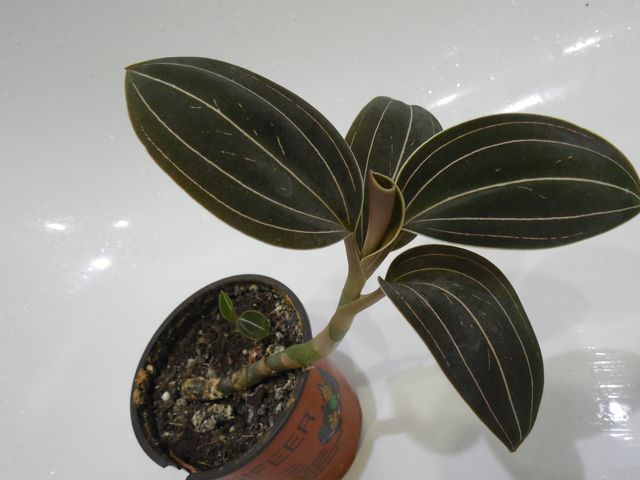 DSCN8297.jpg