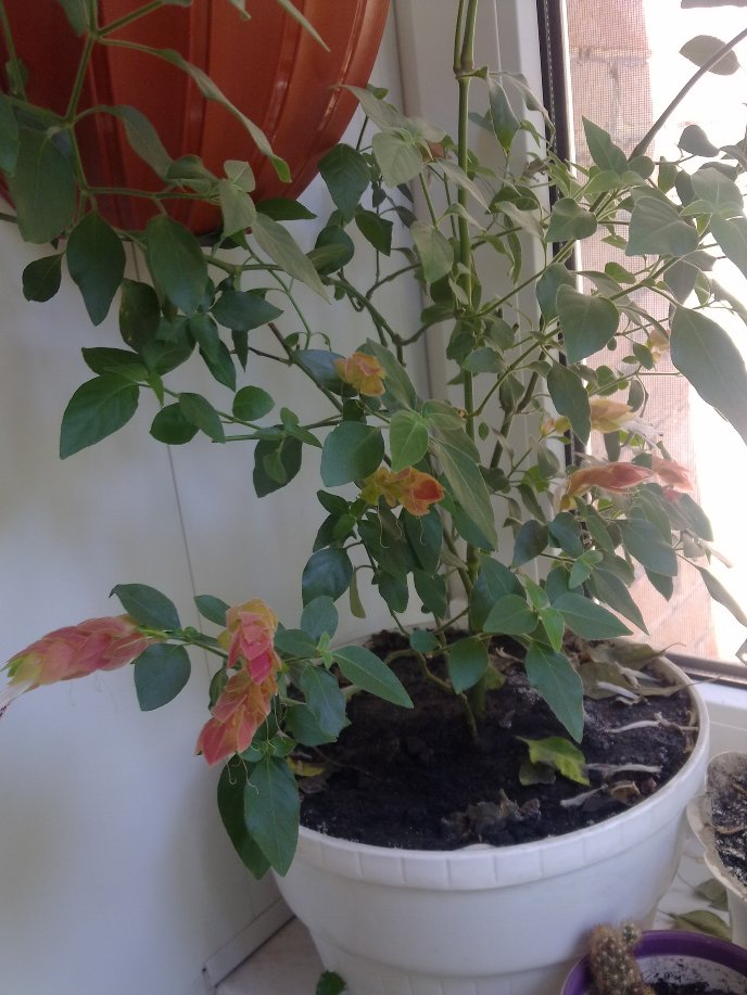 170620121888.jpg