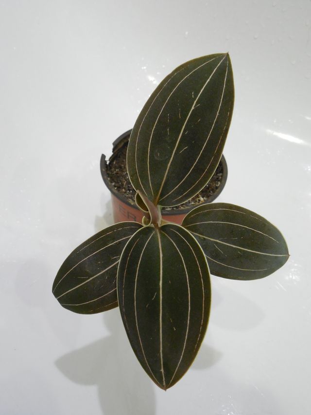DSCN8292.jpg