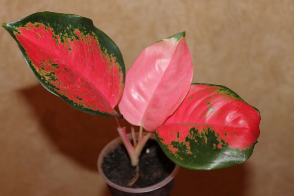 IMG_3697.jpg