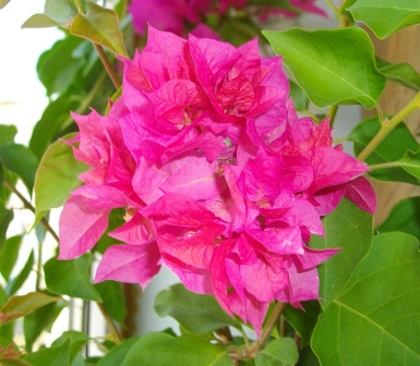 Копия IMGP2141.JPG