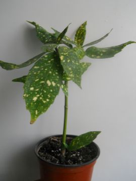 DSCN4351.JPG
