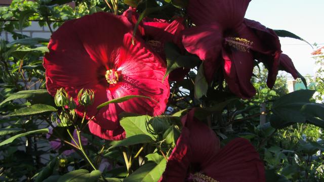 4-44, 19 июля 2013.jpg