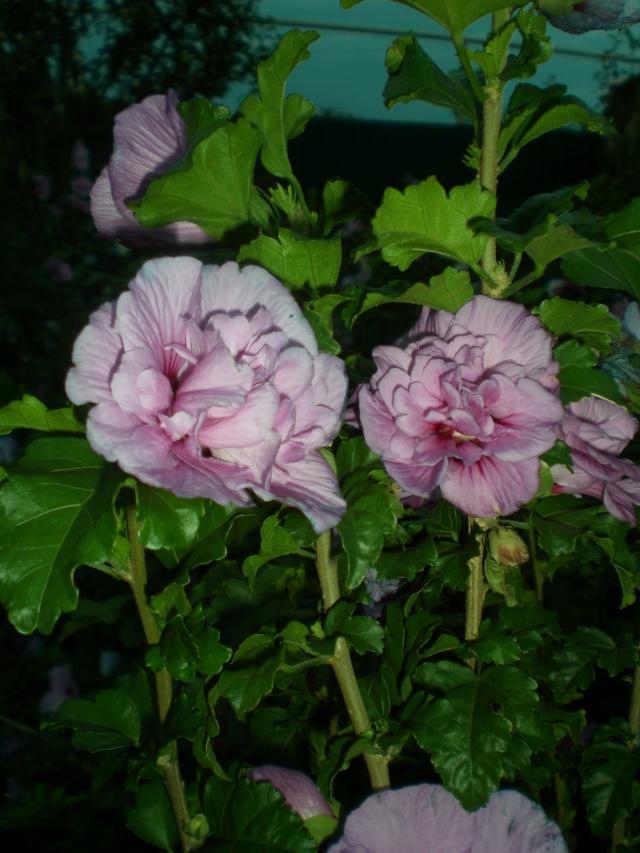 CIMG0778.jpg
