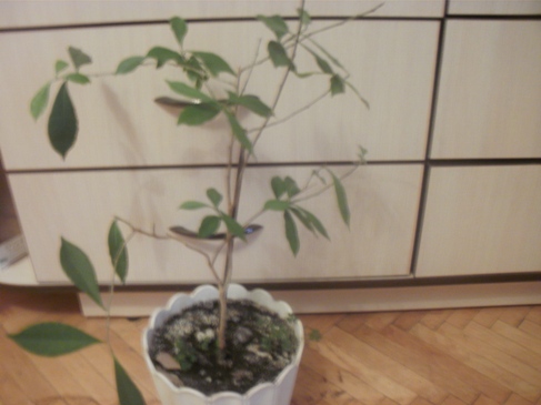 P3100030.JPG
