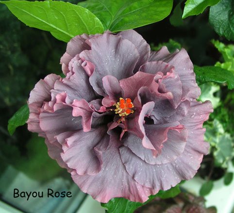 Bayou-Rose.jpg