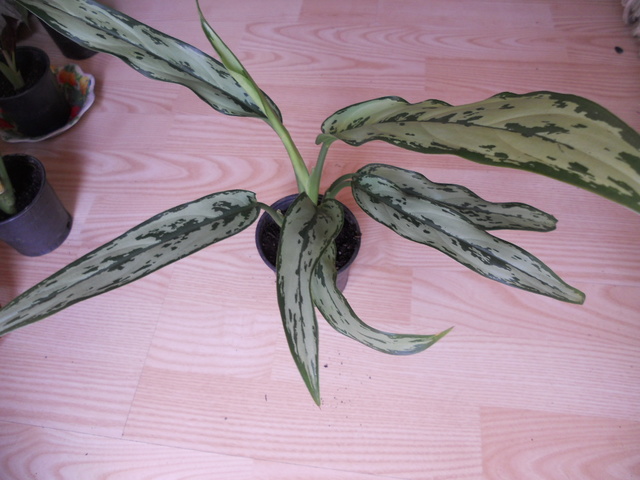 DSCN3727.jpg