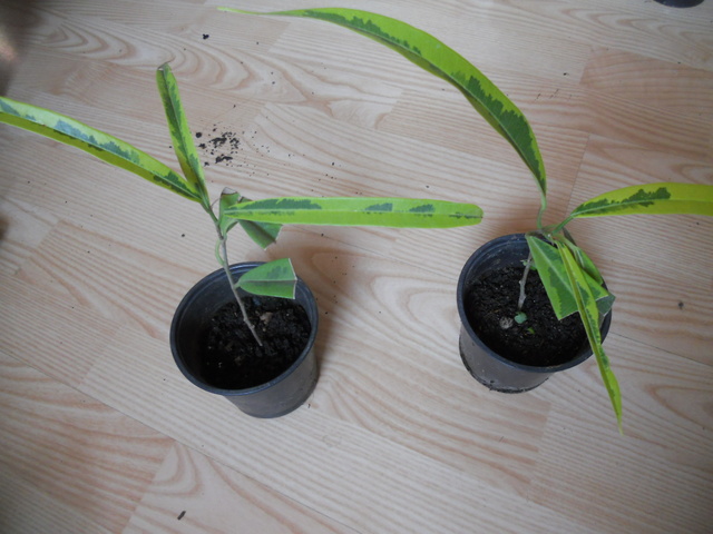 DSCN3828.jpg