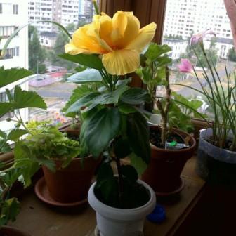IMG_20131115_225932.jpg