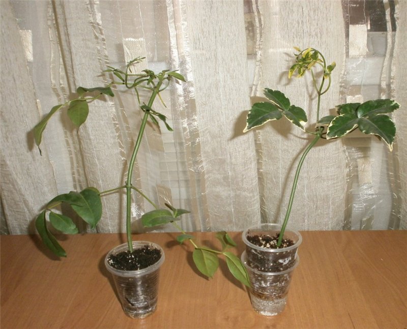 5ee21e4d4d74[1].jpg