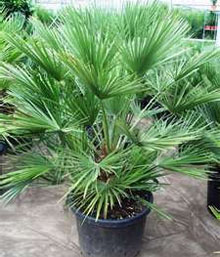 chamaerops-humilis1.jpg