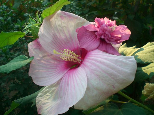 CIMG0908.jpg