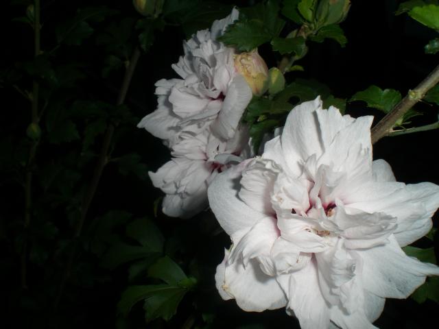CIMG0818.jpg