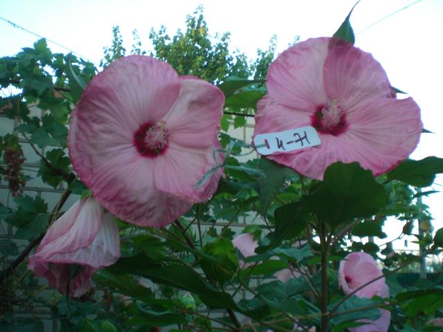 CIMG0224.jpg